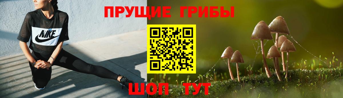 Пугачёв  Галлюциногенные грибы Cubensis  Вход с VPN 